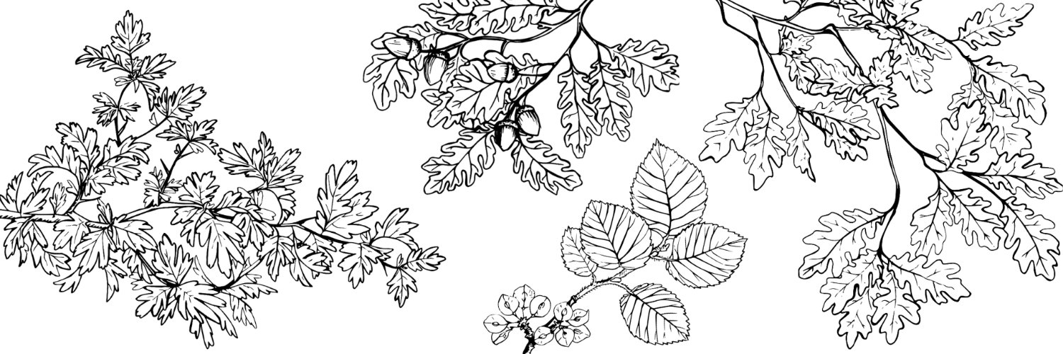 Forus Tree @forustree.bsky.social banner