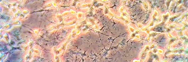 ZachVanRoy Profile Banner