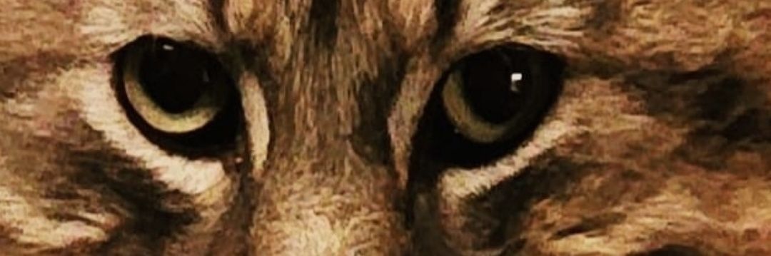 Sandra Dunning banner