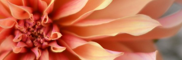 ShibliTracey Profile Banner