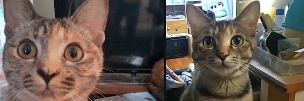 Yukknuc Profile Banner