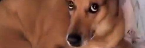 stream for us banner