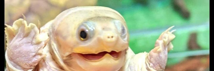 Aimy 🐢 banner