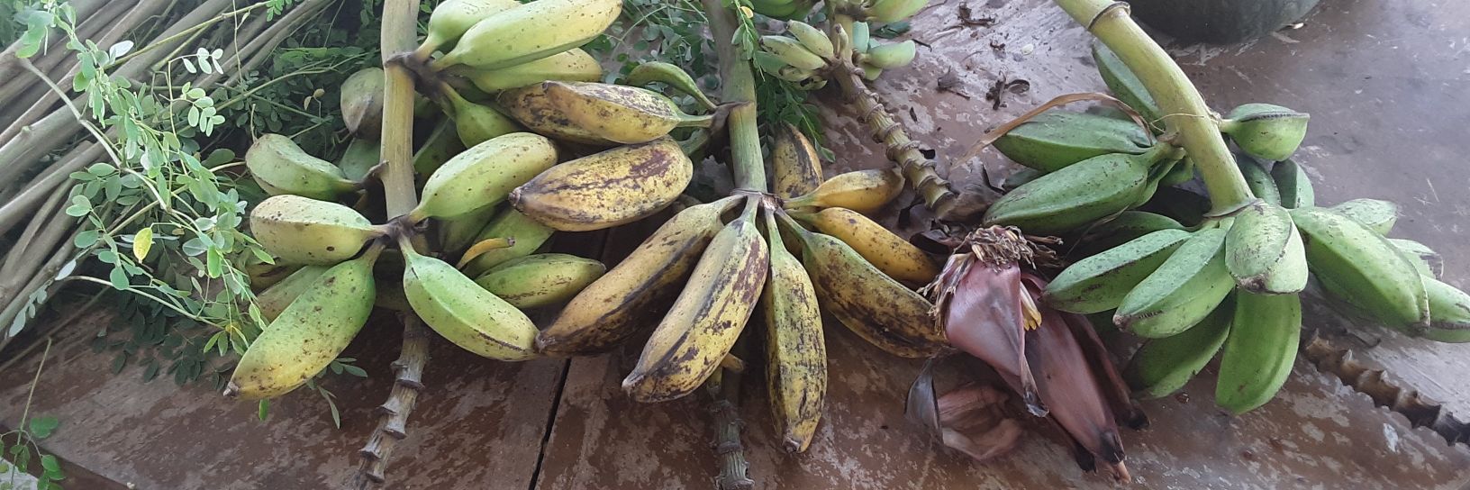 Plant trees•destroy lawns•decommodify food banner