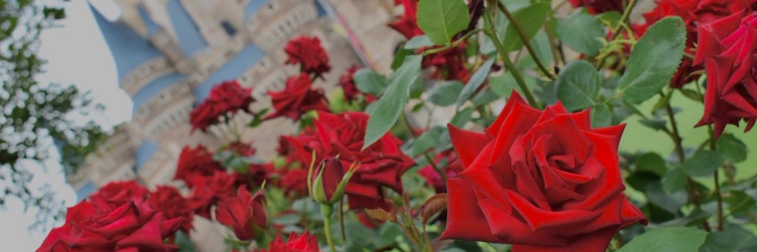 ぽむ@取引 banner