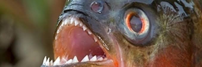 hiranha's profile banner image