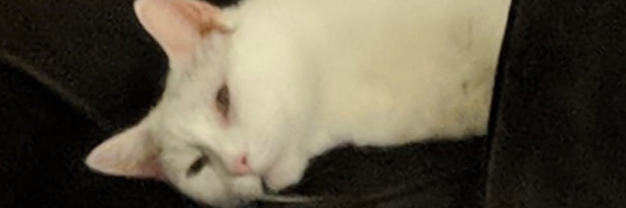 MonikaGonzz's profile banner image