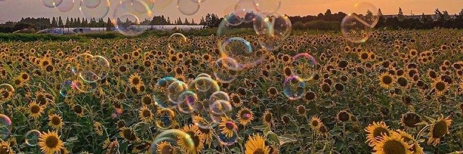 🌻มะงึ่ง banner