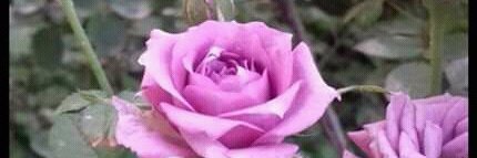 Safa_Altweel's profile banner image