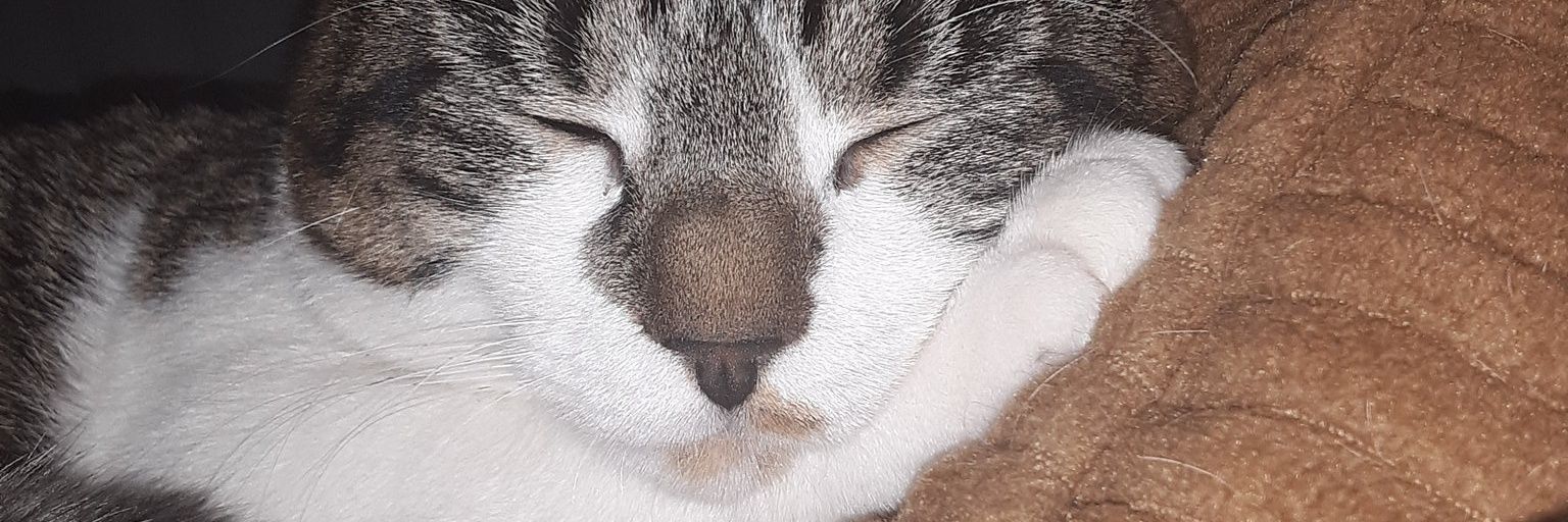 queenNFT29's profile banner image