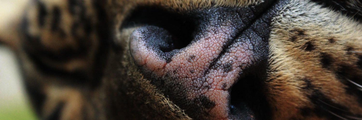 Carolina Miriam Santoro Perez banner