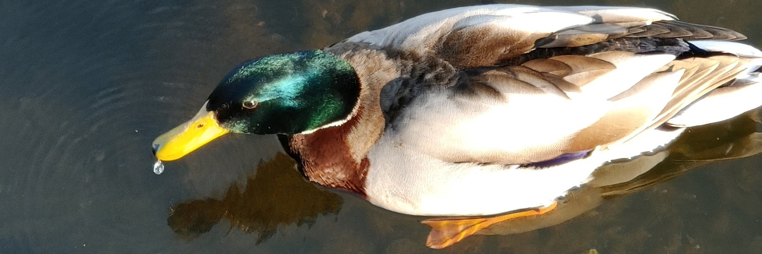 Stock(schwule)Ente💜💎 banner