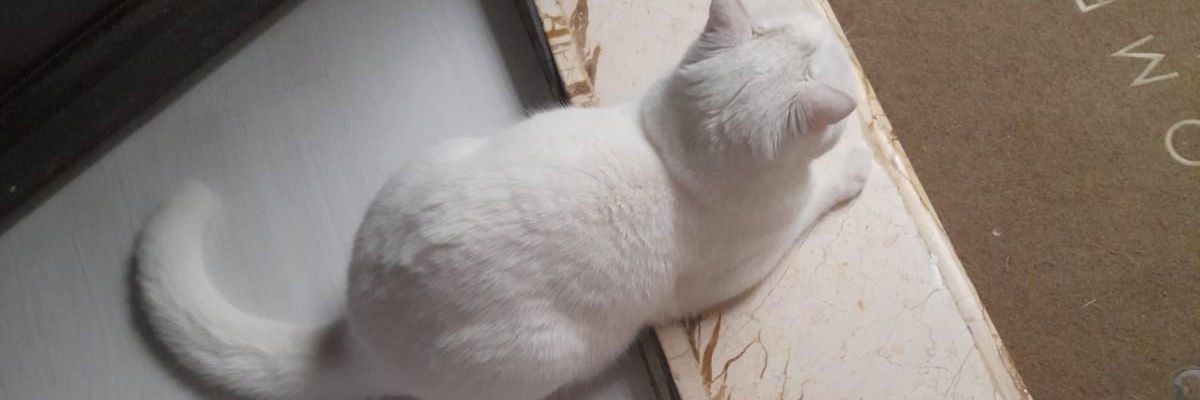 sevtaaapp's profile banner image