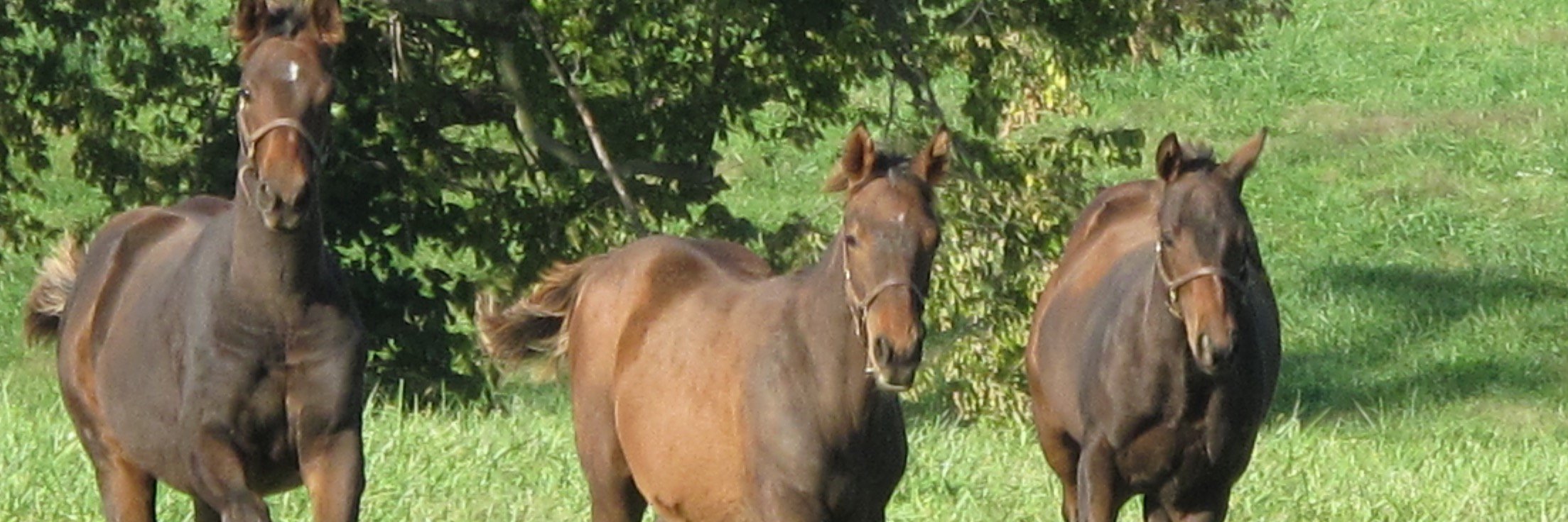 peterarundel's profile banner image