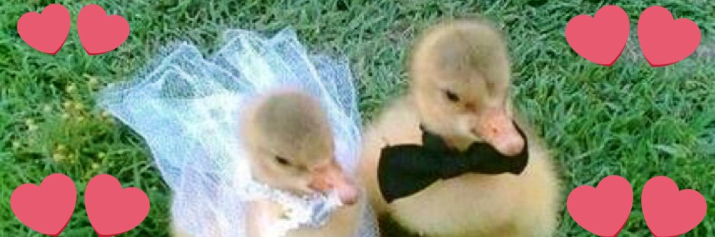 Killerquackstar's profile banner image