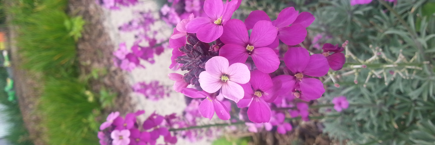 Mandi_in_Colour's profile banner image