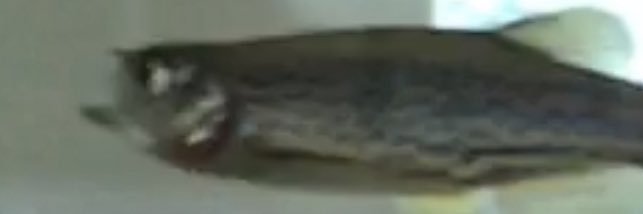 reeshrood's profile banner image