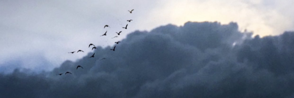 mouu.77 (priv) banner