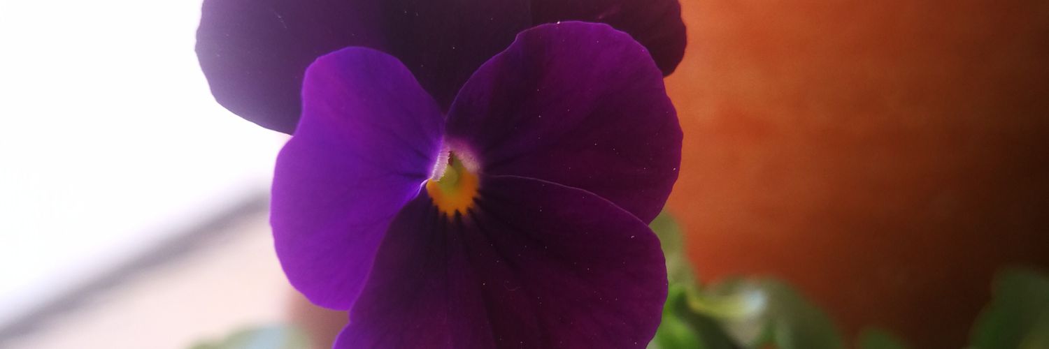 DayanaChrist's profile banner image