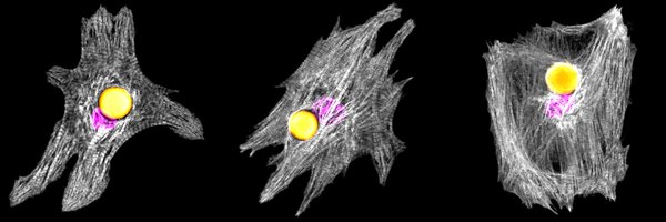 SchubertLab Profile Banner
