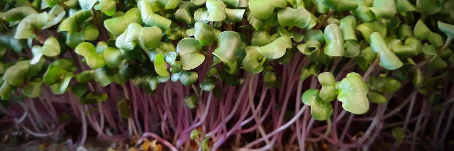 mainmicrogreens's profile banner image