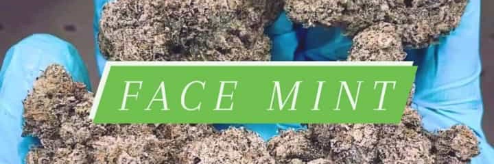 NoFaceNoCase3xx's profile banner image