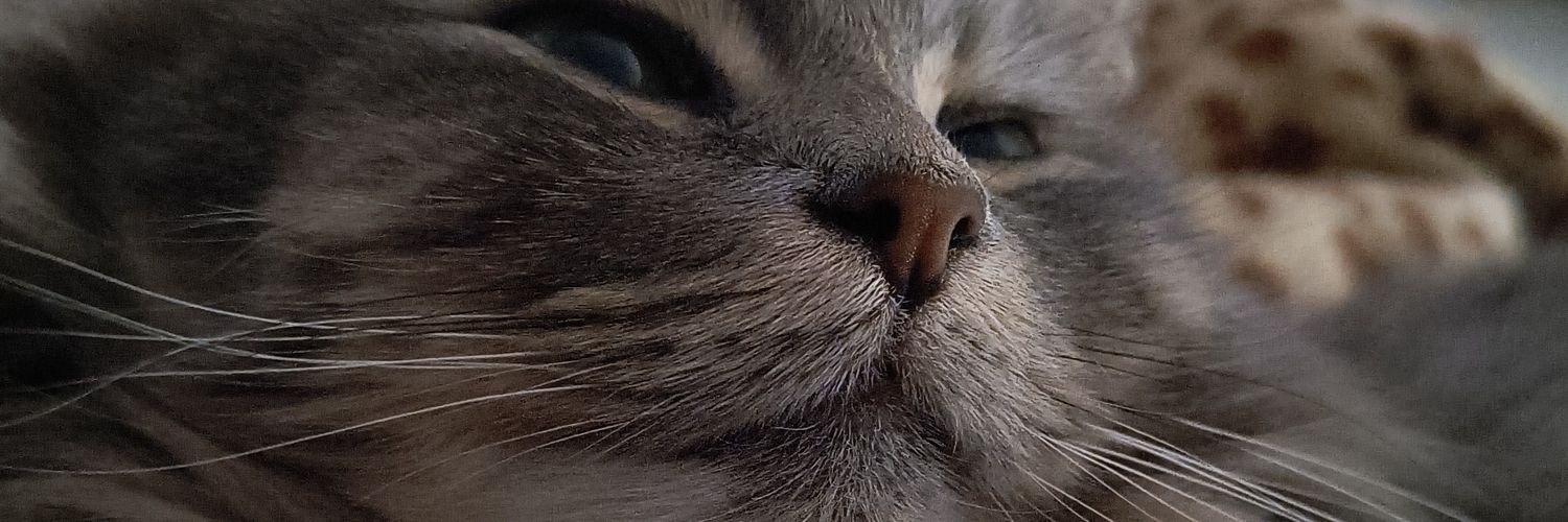 alan_gomess14's profile banner image