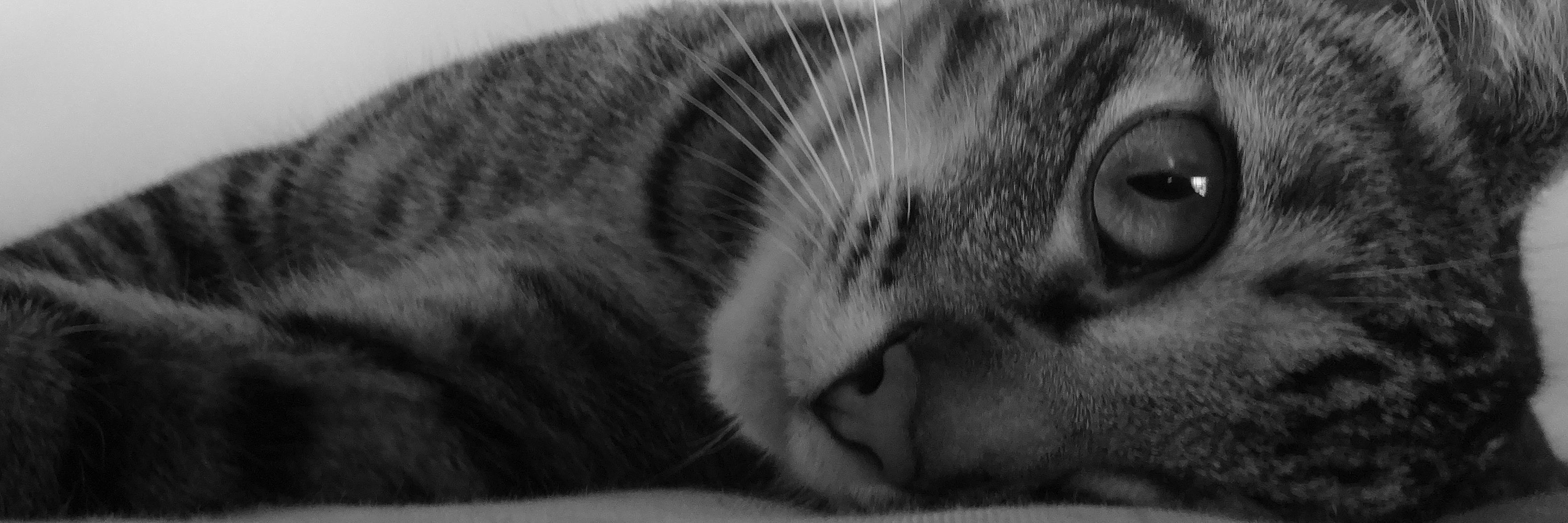 manuzinha's profile banner image