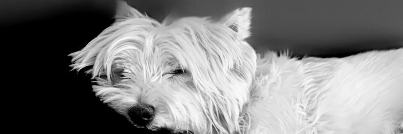 gregblyde's profile banner image