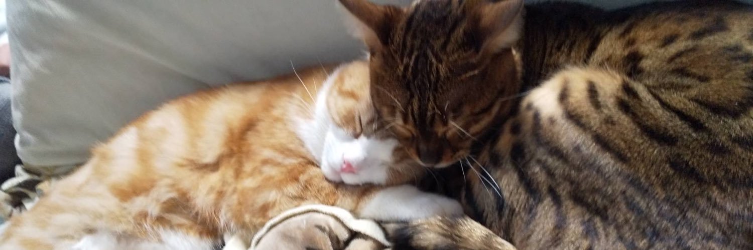 ビール猫🍺 banner