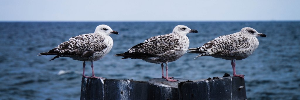 Henne Vogelsang banner