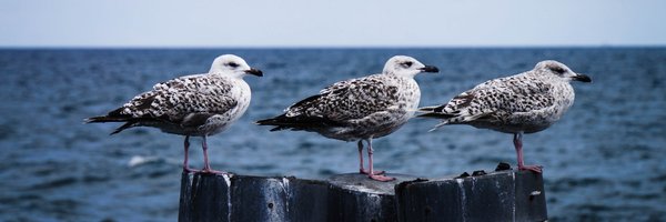 henne Profile Banner