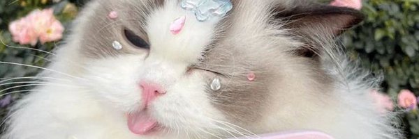 qtikaasr_ Profile Banner