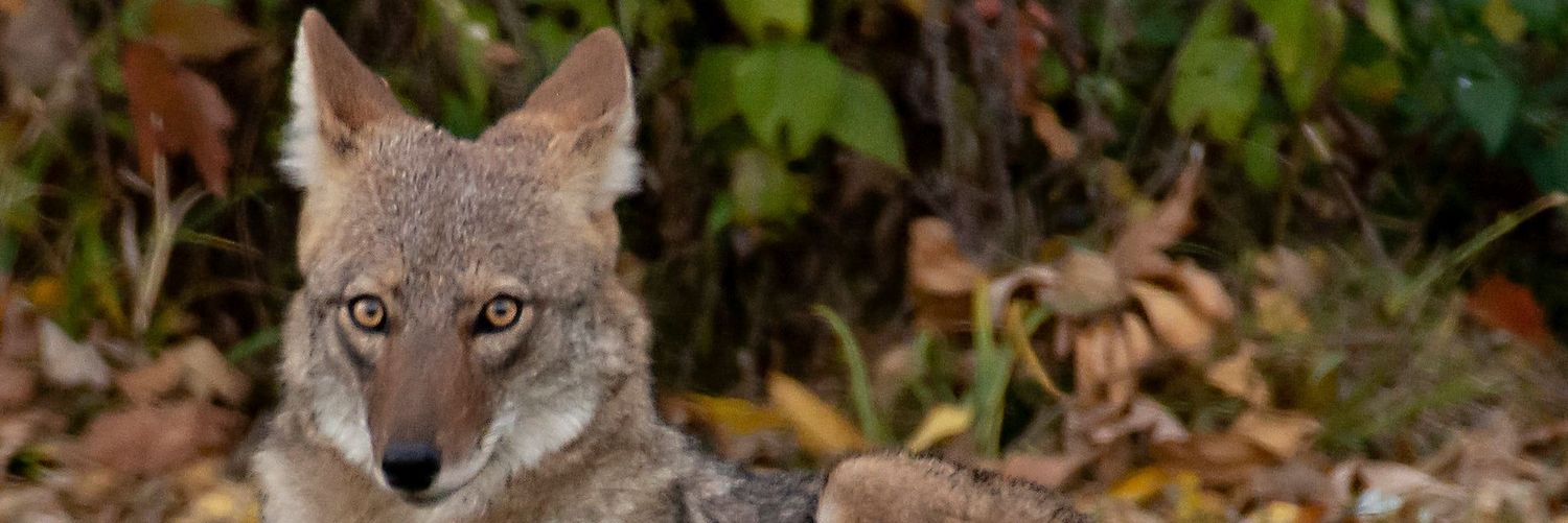 EmVi123's profile banner image