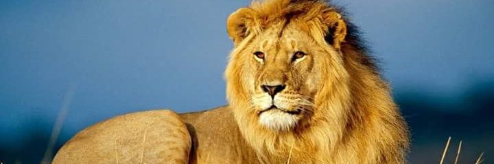 halit52314410's profile banner image