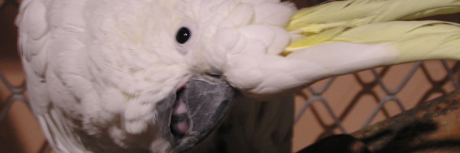 Richie aka Amaradas banner