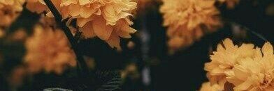 Goew_TMN's profile banner image