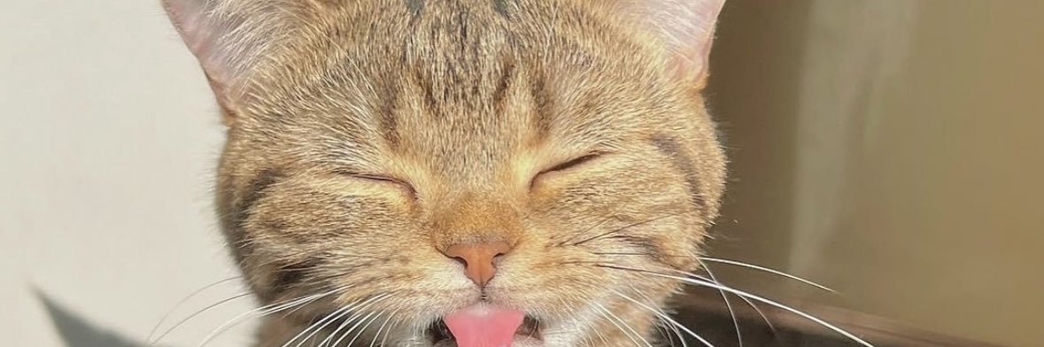 KiffeurDeChat 🇫🇷 banner