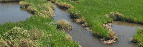 Search for Louisiana NERR banner