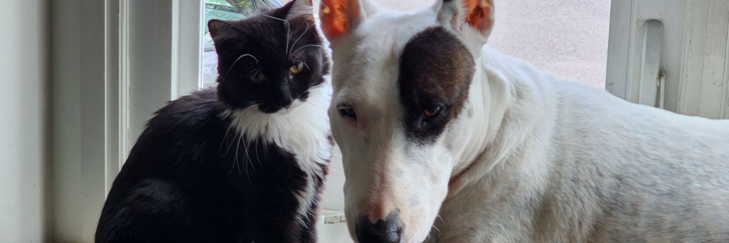 phooksmom's profile banner image