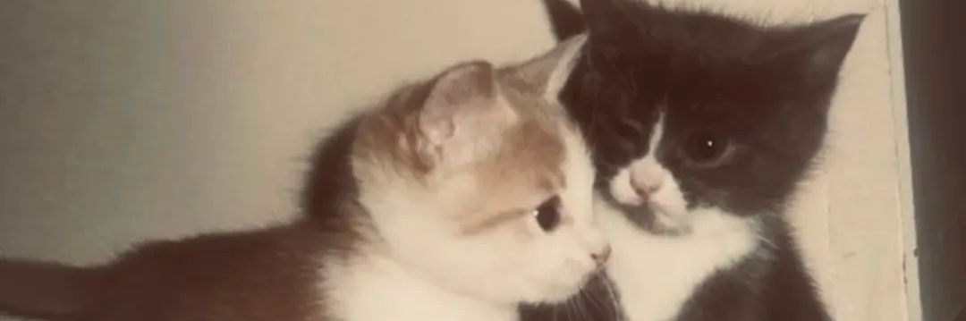 𝐸𝑠𝑓𝑎𝑒𝑛 🫧 banner