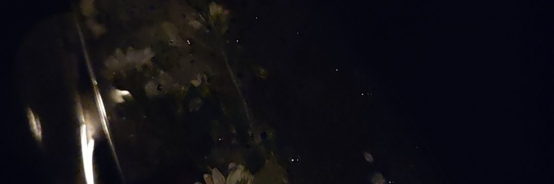 ' banner