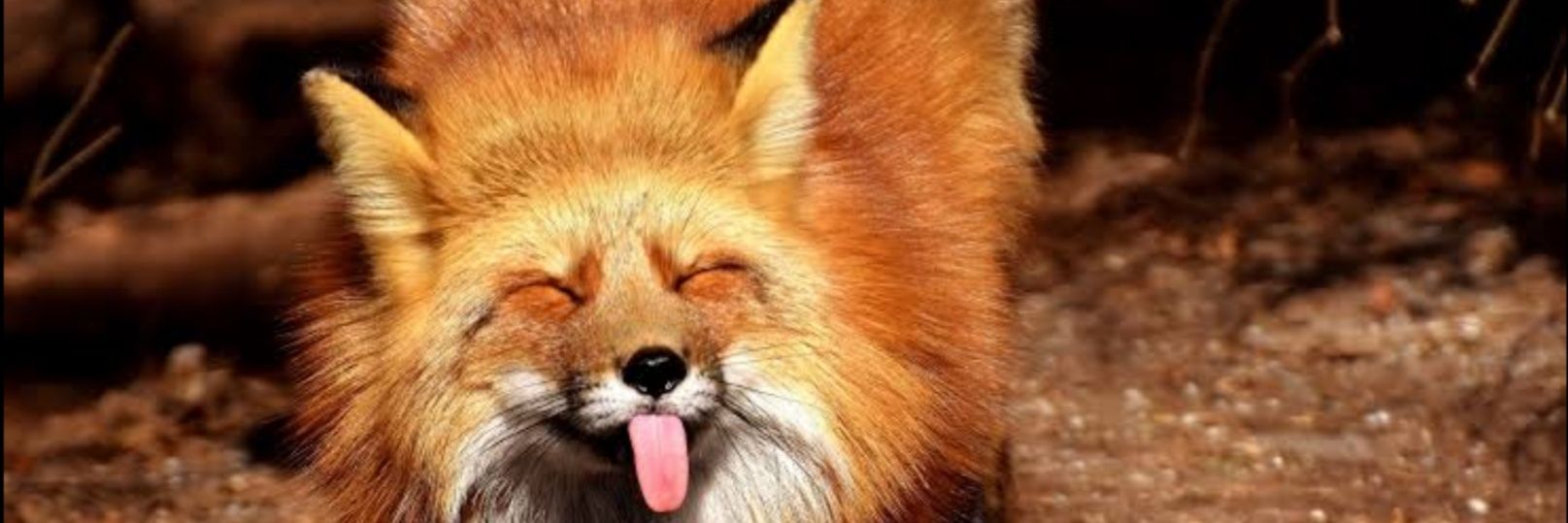 Crgh🦊 banner