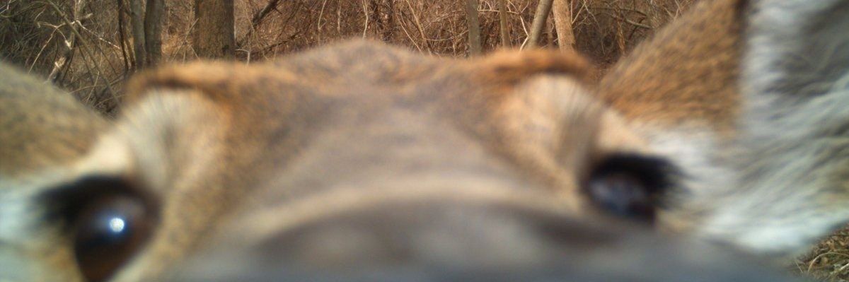 pepipopito's profile banner image