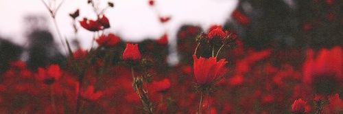 infinitypeaches's profile banner image
