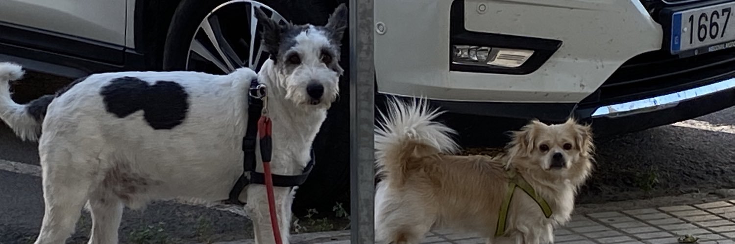 teresatorradog's profile banner image