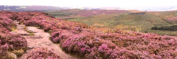 JillyGMiller Profile Banner