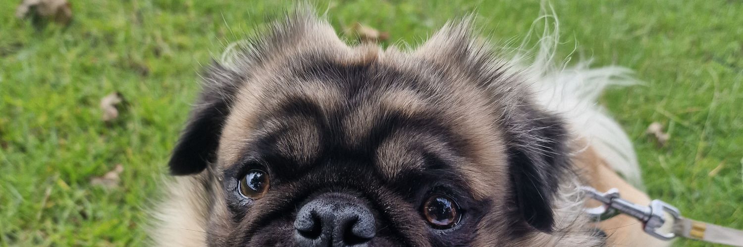 beccapstewart's profile banner image