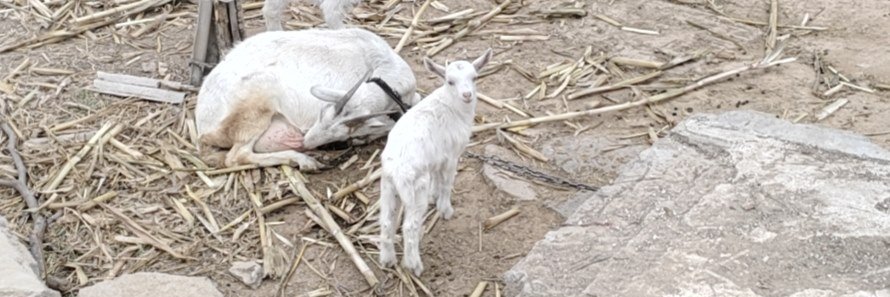 QuarterLive.lens | Ultiverse⚡️🐑|💚DeBox banner