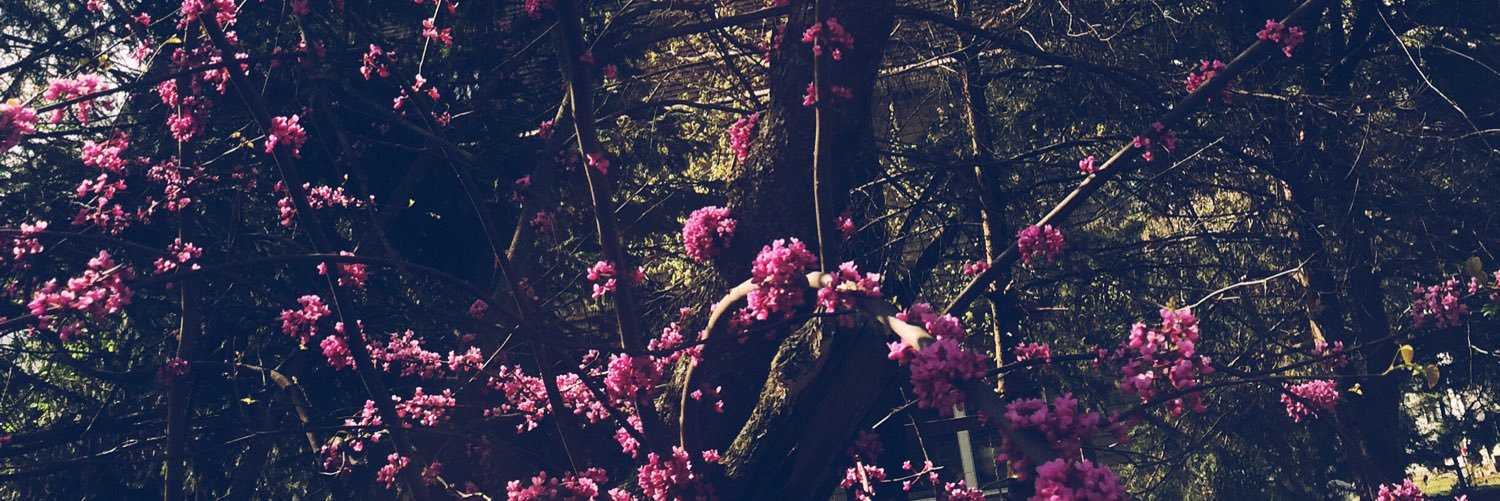cherylfbear's profile banner image